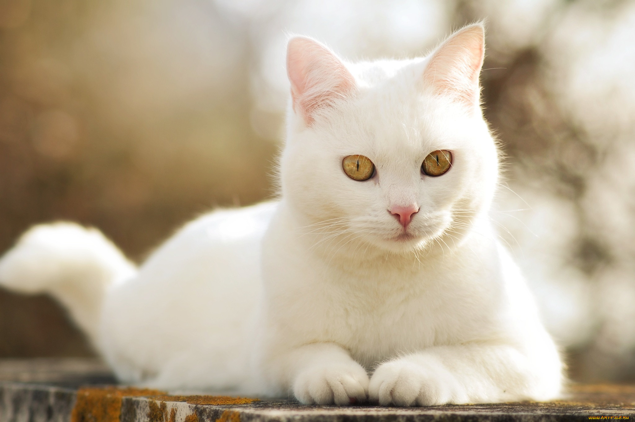 Белые кошечки картинки. Као-мани, тайская Королевская порода. Као мани порода кошек. Khao Manee котята. Као мани с желтыми глазами.